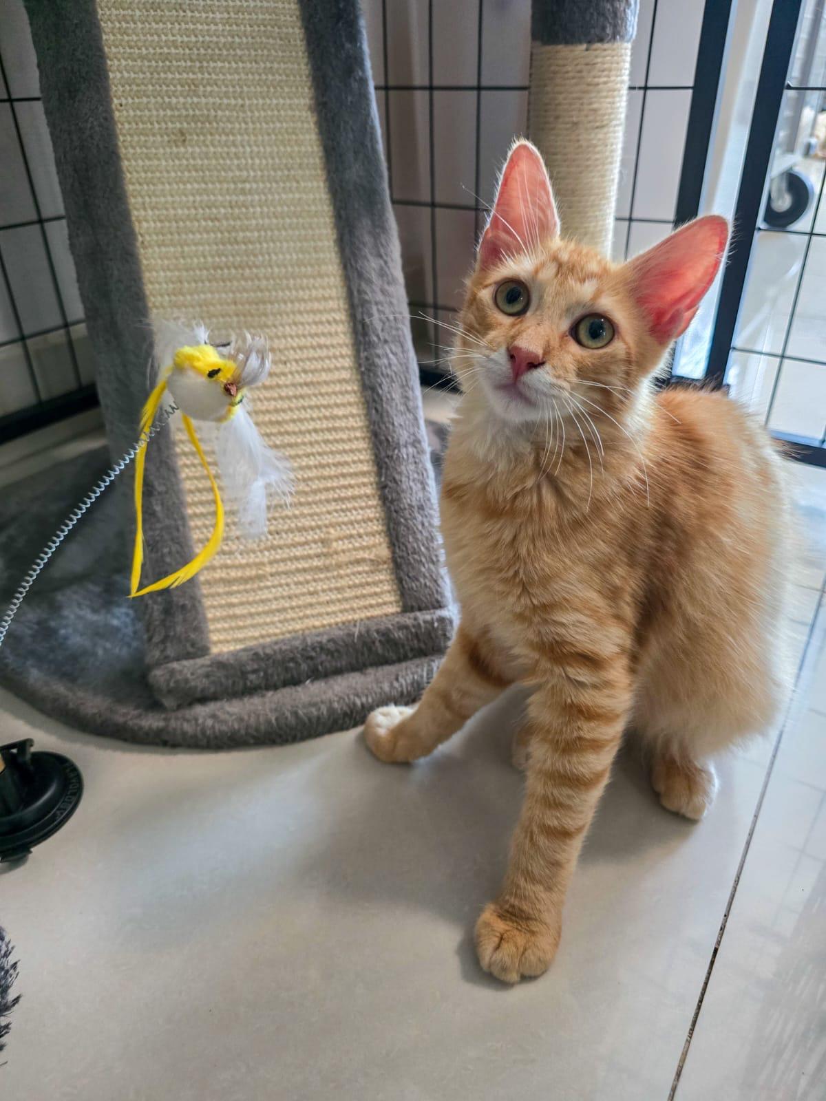 NICOLAS - purr machine, an adopted mixed breed in New York, NY image 6/6