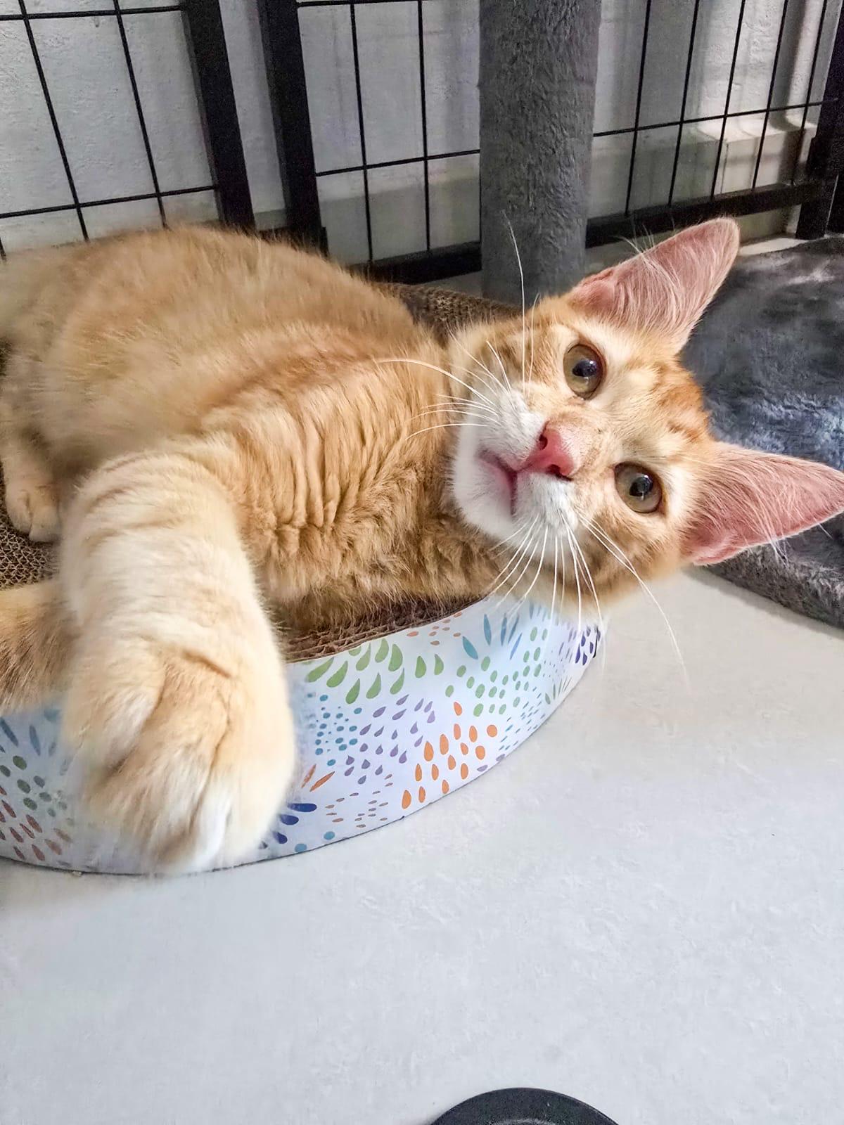 NICOLAS - purr machine, an adopted mixed breed in New York, NY image 4/6