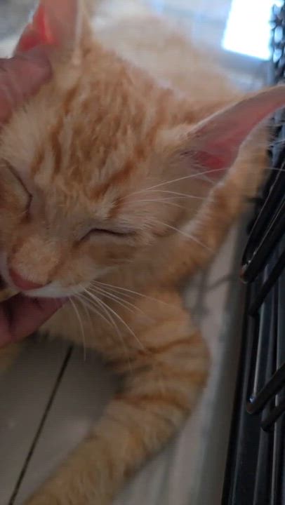 Enlarge NICOLAS - purr machine, an adopted mixed breed in New York, NY video 5/6