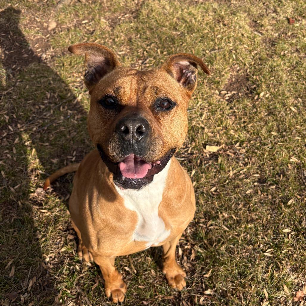 Enlarge Ria, a Adoptable mixed breed in Columbus, NC image 1/6