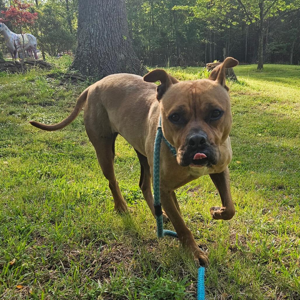 Enlarge Ria, a Adoptable mixed breed in Columbus, NC image 2/6
