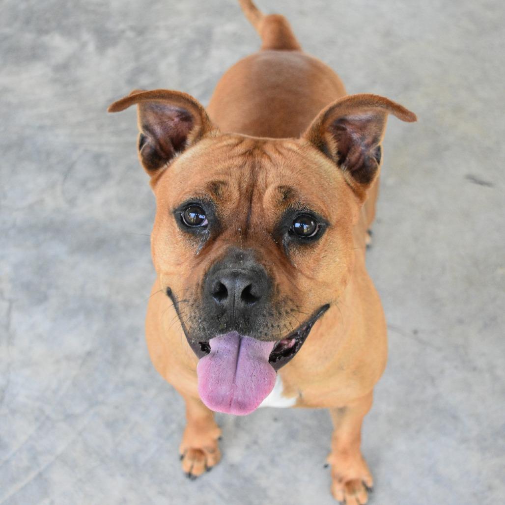 Ria, a Adoptable mixed breed in Columbus, NC image 2/6