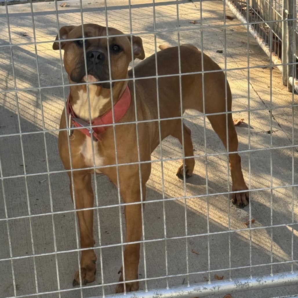 Enlarge Ria, a Adoptable mixed breed in Columbus, NC image 3/6