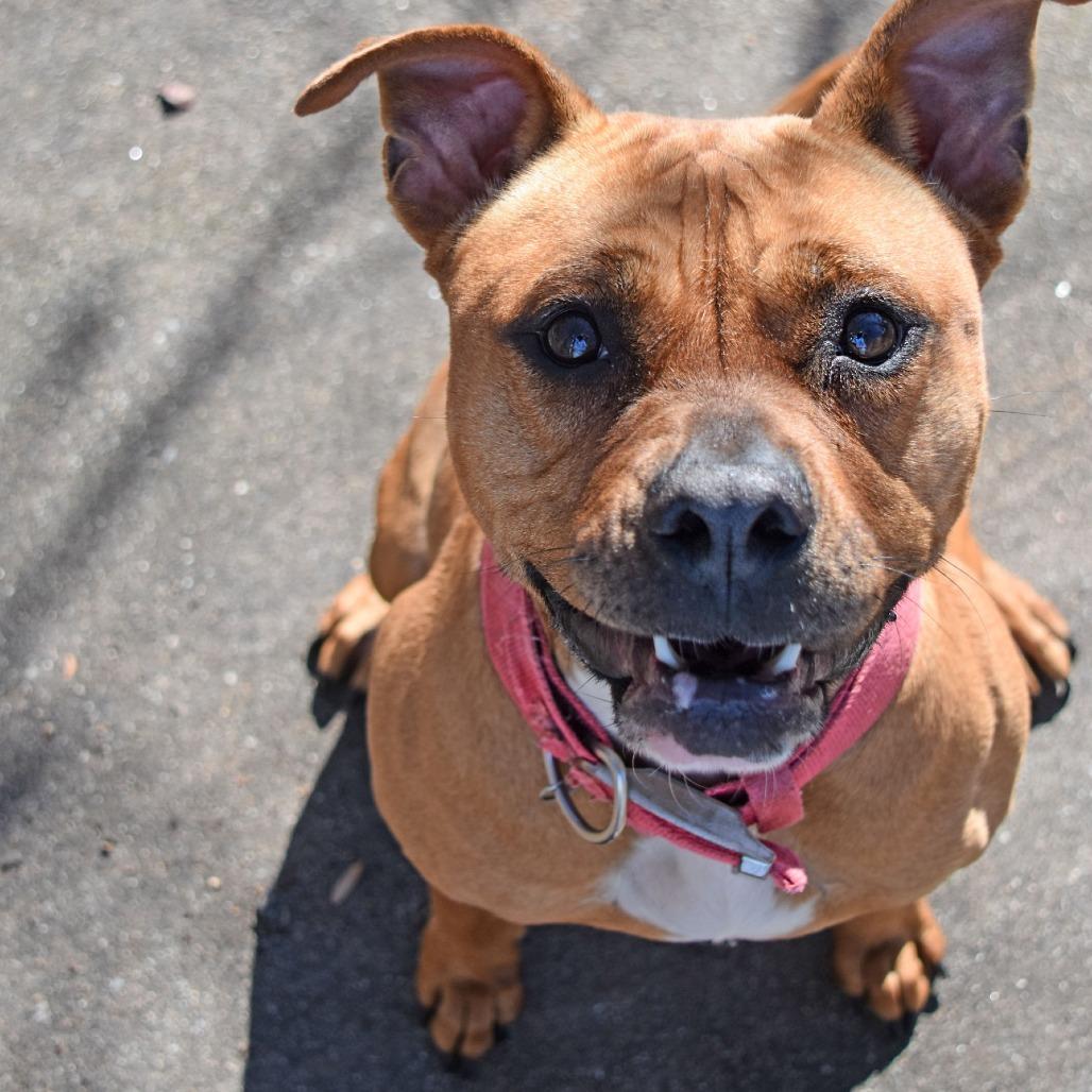 Enlarge Ria, a Adoptable mixed breed in Columbus, NC image 4/6