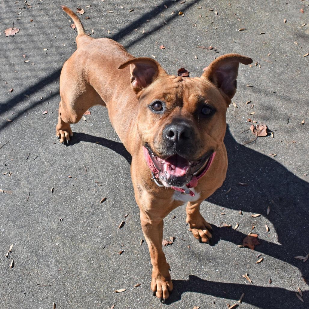 Enlarge Ria, a Adoptable mixed breed in Columbus, NC image 5/6