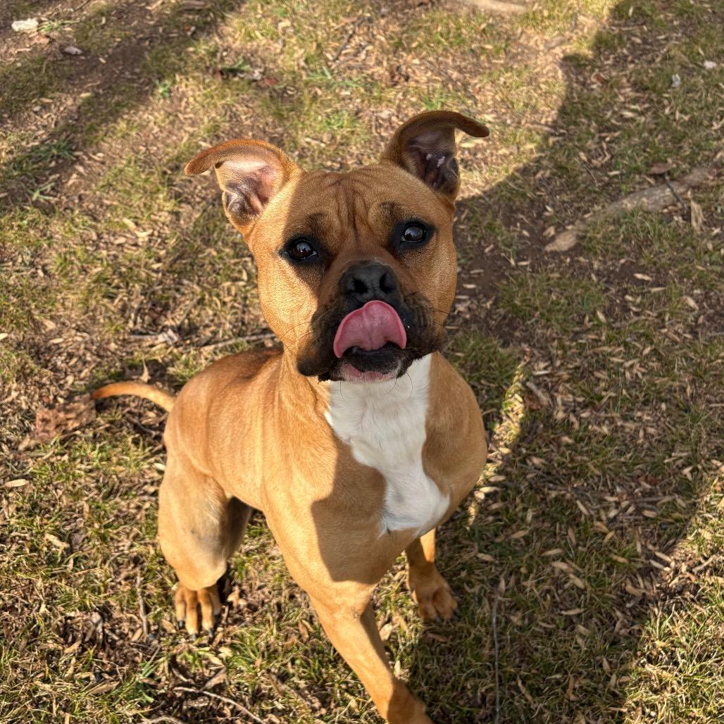 Enlarge Ria, a Adoptable mixed breed in Columbus, NC image 6/6