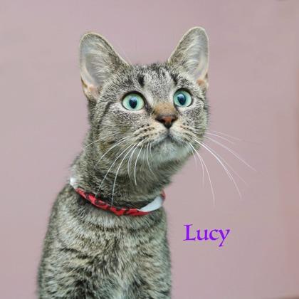Lucy, Adoptable, Adult Female Domestic Short Hair & Domestic Short Hair.