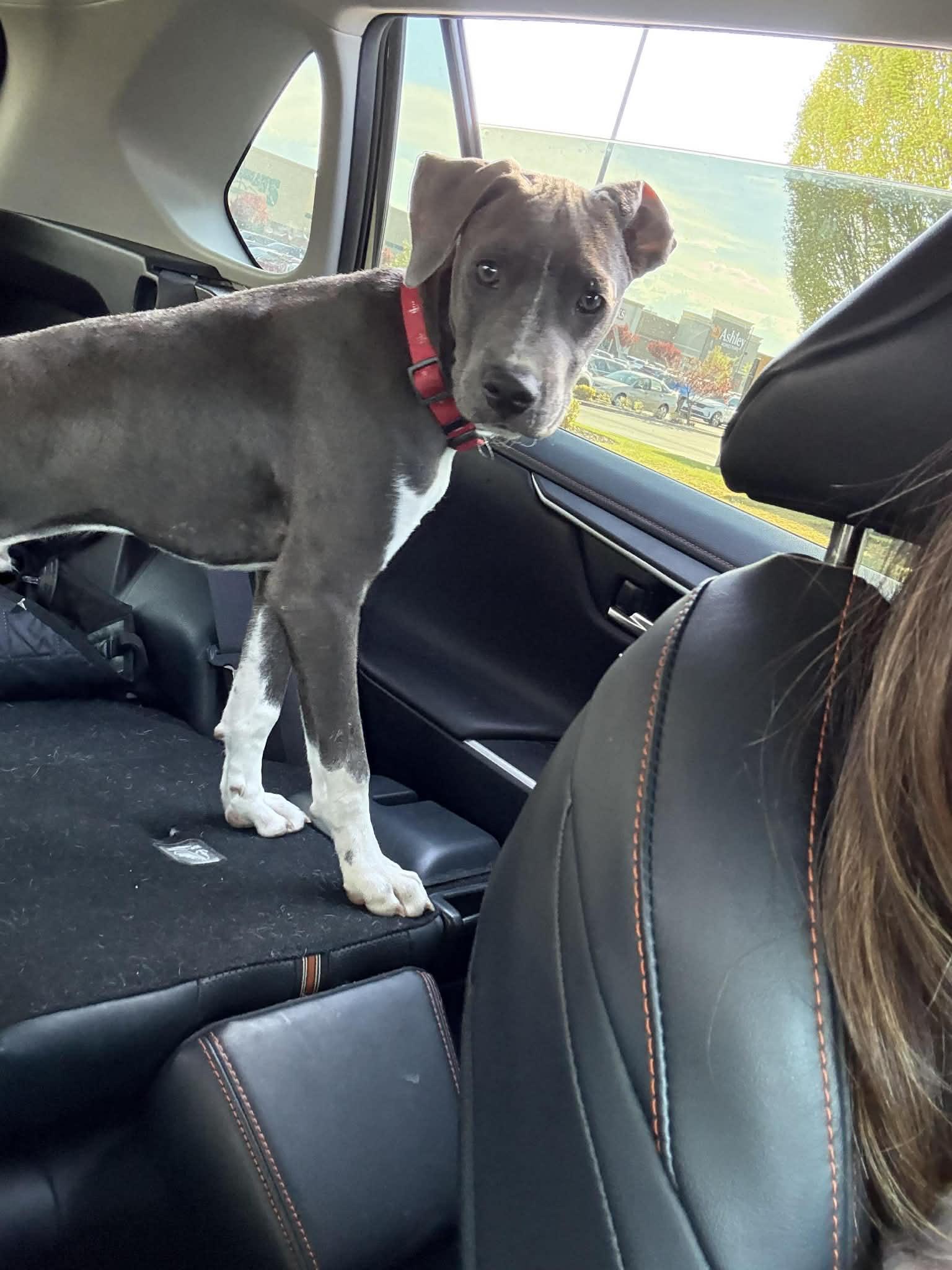 Enlarge Marco, a ADOPTABLE Pit Bull Terrier in Boise, ID image 4/4