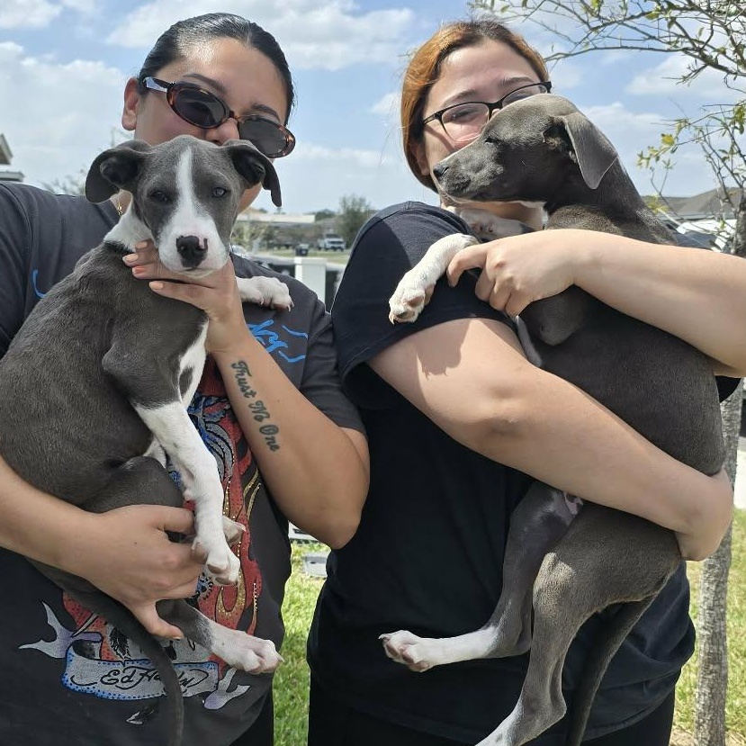 Enlarge Marco, a ADOPTABLE Pit Bull Terrier in Boise, ID image 2/2