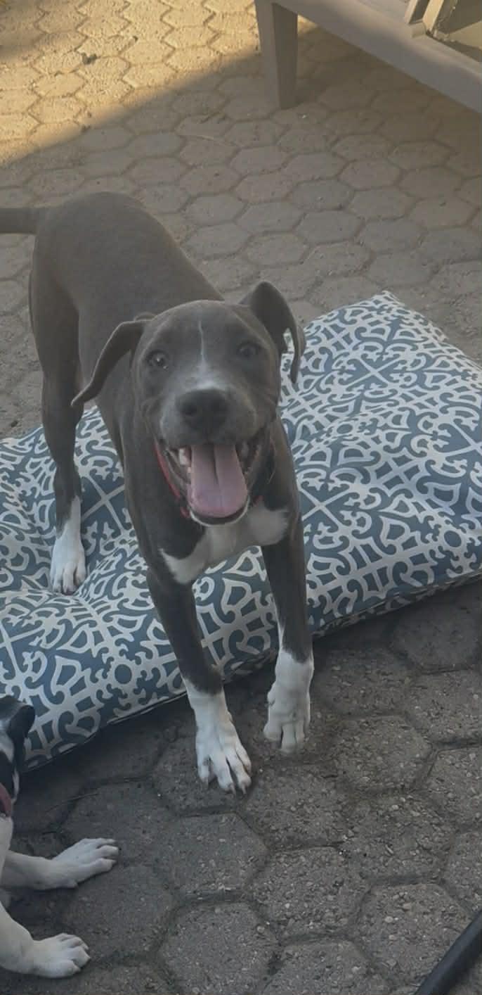 Enlarge Marco, a ADOPTABLE Pit Bull Terrier in Boise, ID image 3/4