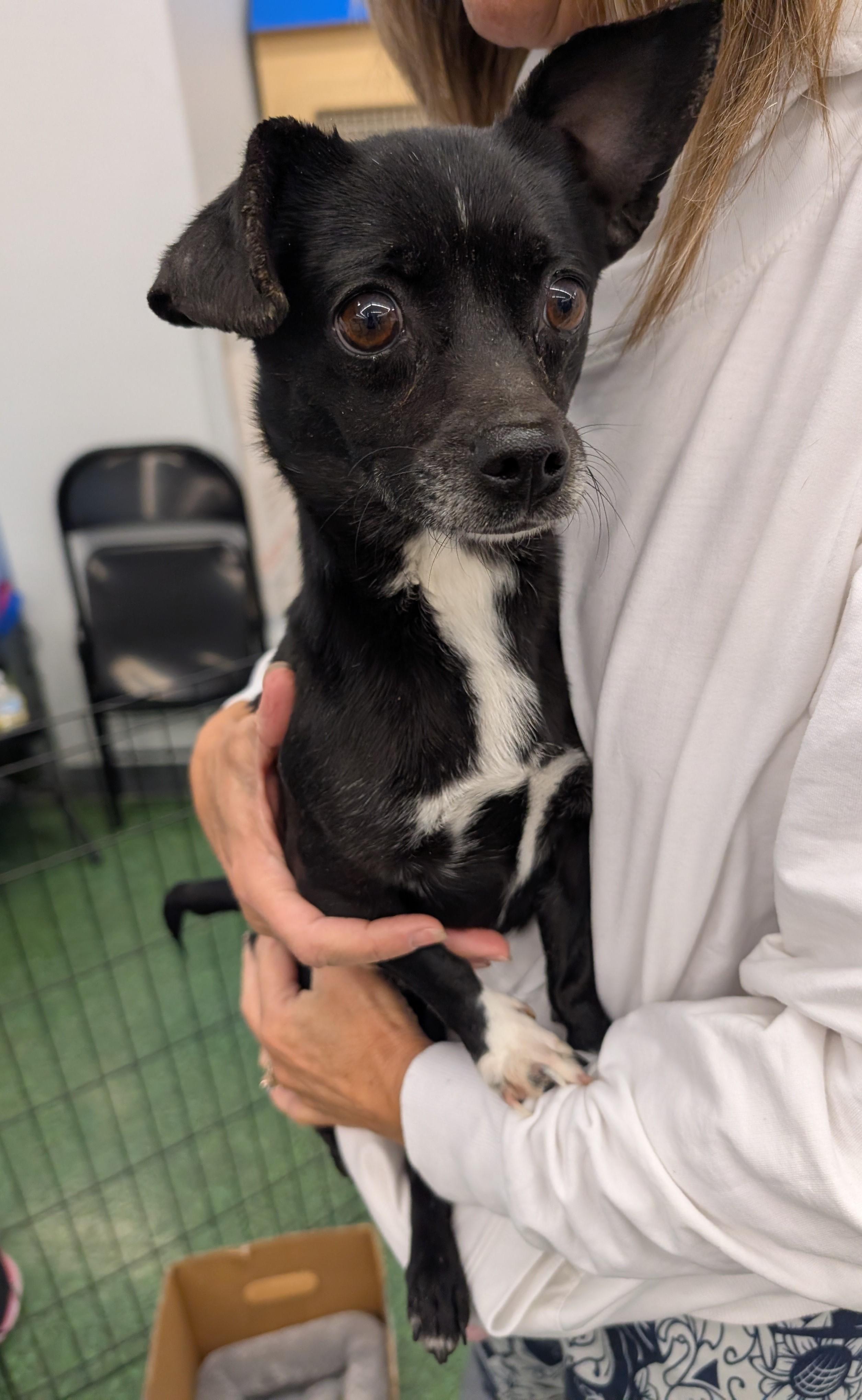 Enlarge Diamond, a ADOPTABLE mixed breed in Albuquerque, NM image 1/1