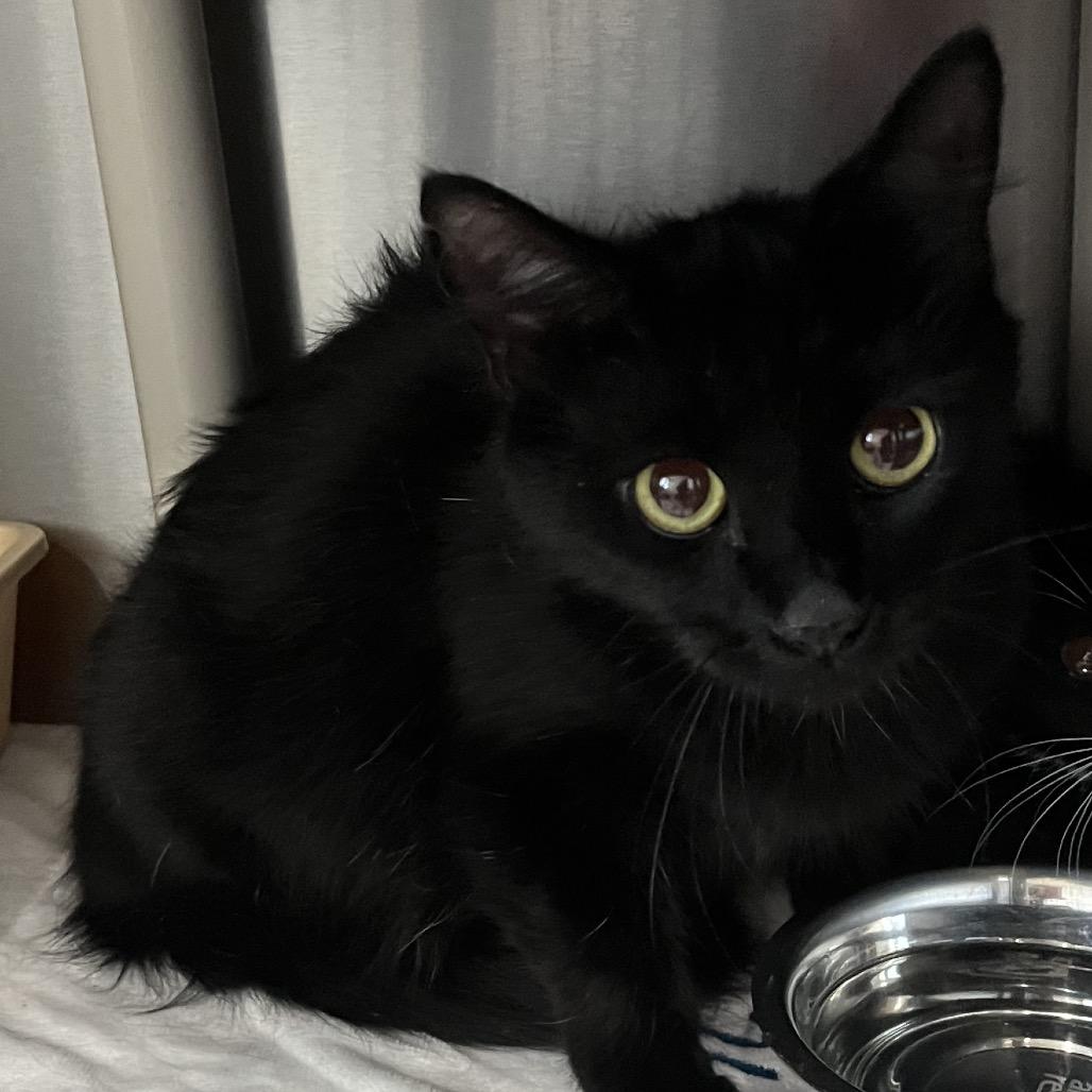 Church, Adoptable, Young Female Domestic Short Hair.