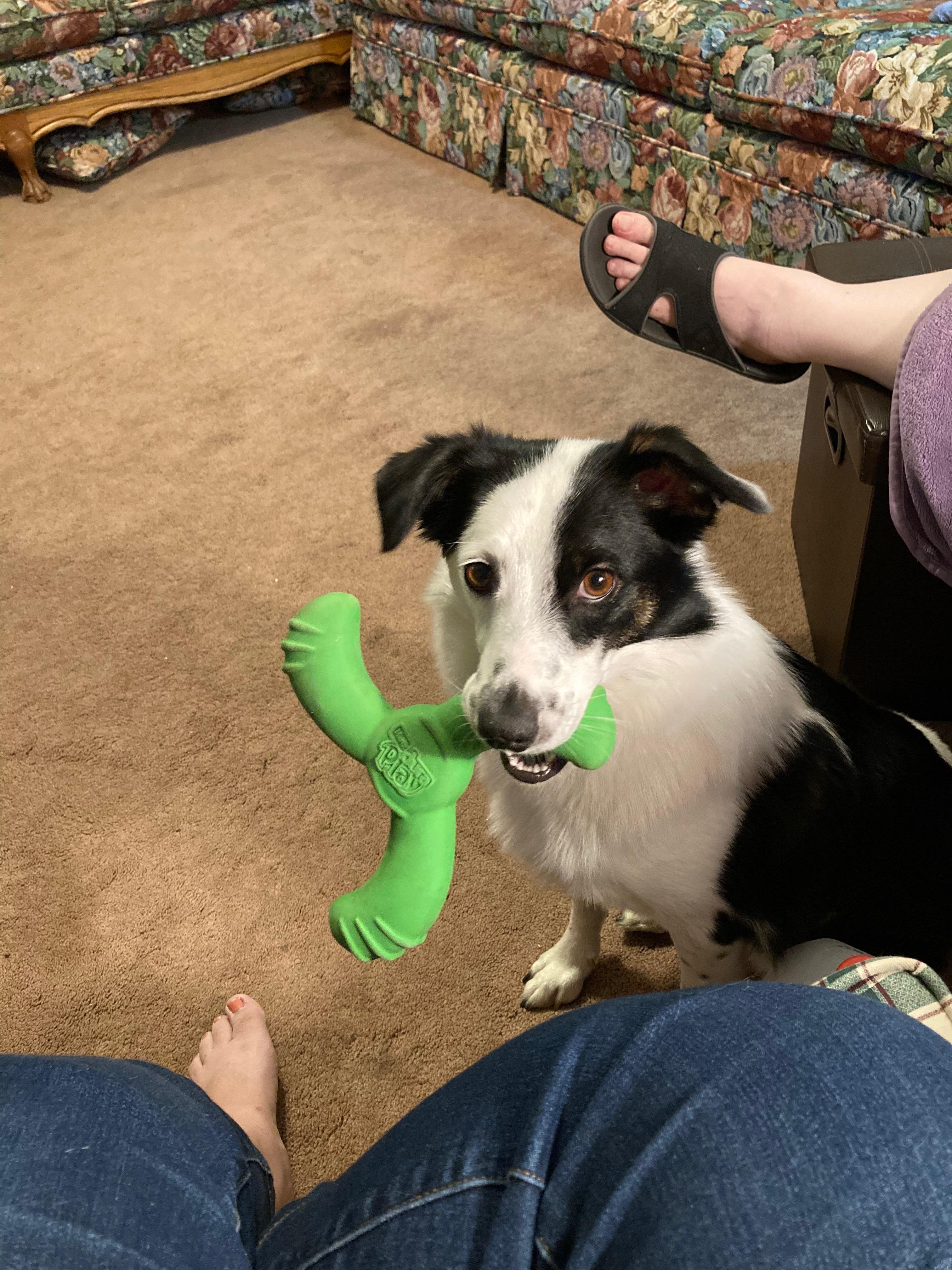 Enlarge Annie , a ADOPTABLE mixed breed in Price, UT image 2/4