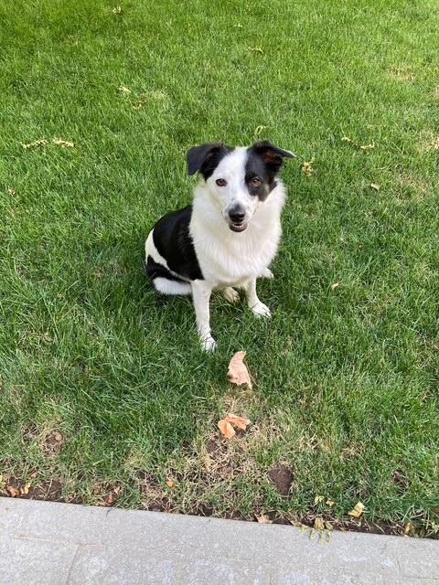 Enlarge Annie , a ADOPTABLE mixed breed in Price, UT image 4/4