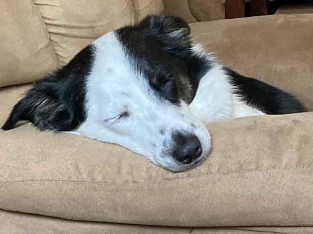 Enlarge Annie , a ADOPTABLE mixed breed in Price, UT image 1/4