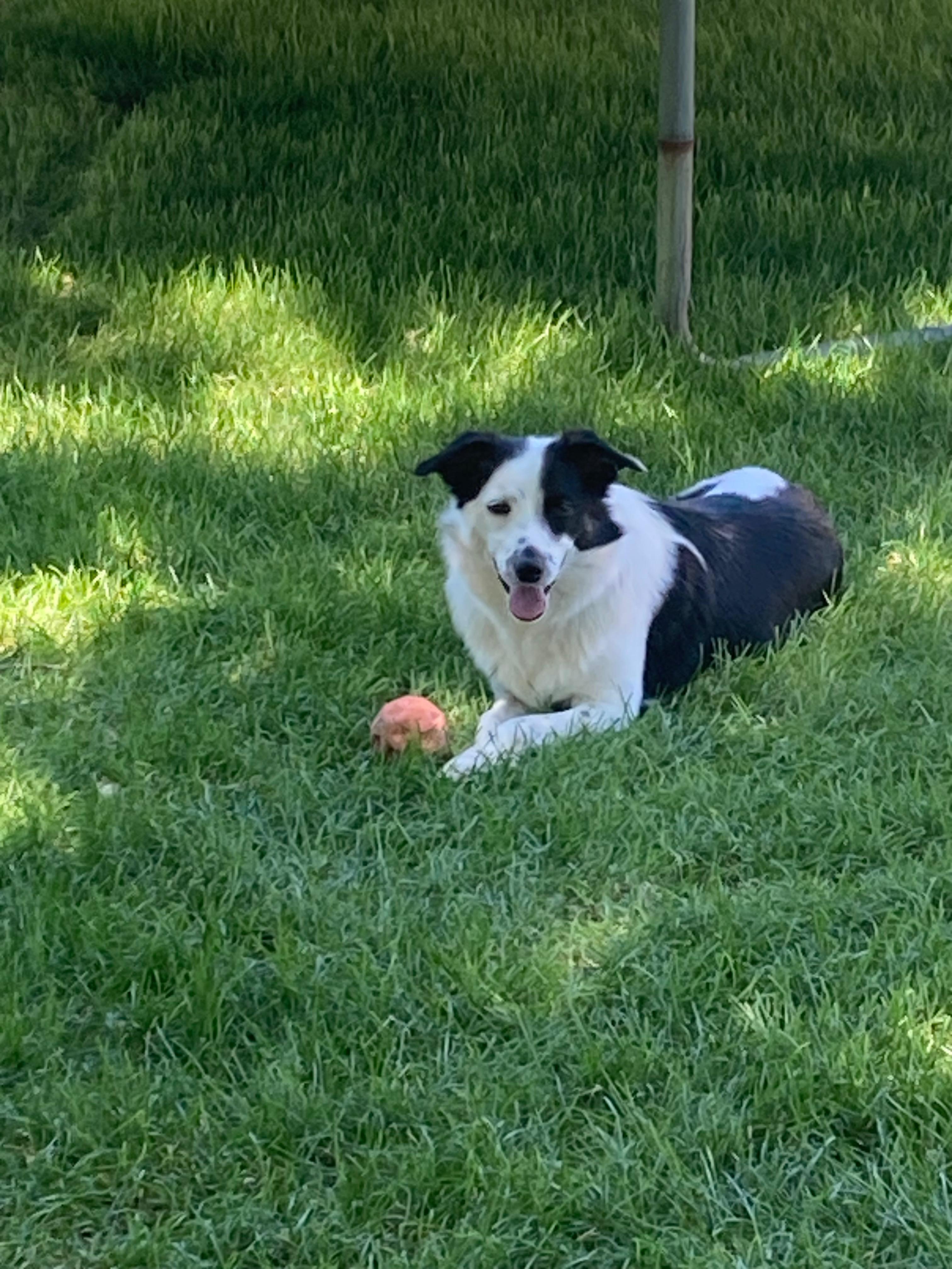 Enlarge Annie , a ADOPTABLE mixed breed in Price, UT image 3/4