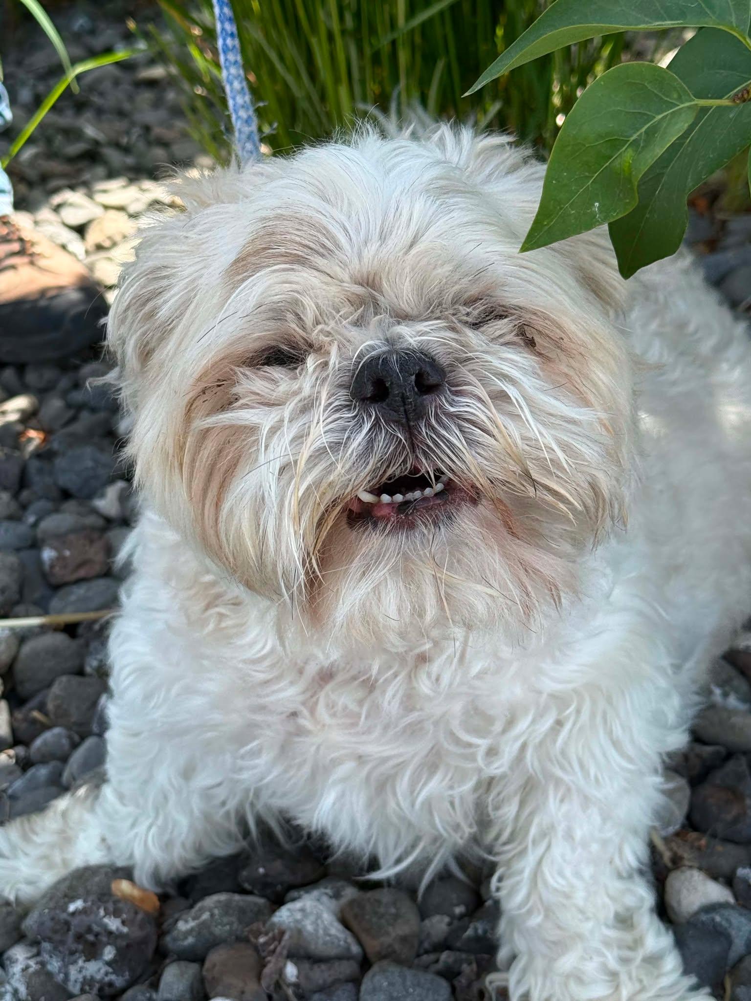 Enlarge Marsh, a Adoptable mixed breed in Othello, WA image 1/5