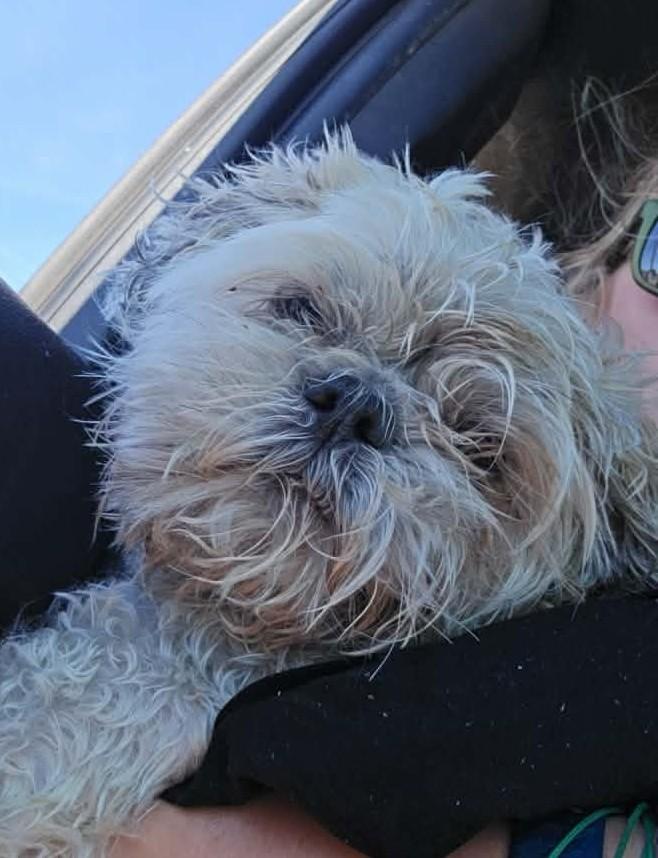 Enlarge Marsh, a Adoptable mixed breed in Othello, WA image 2/5