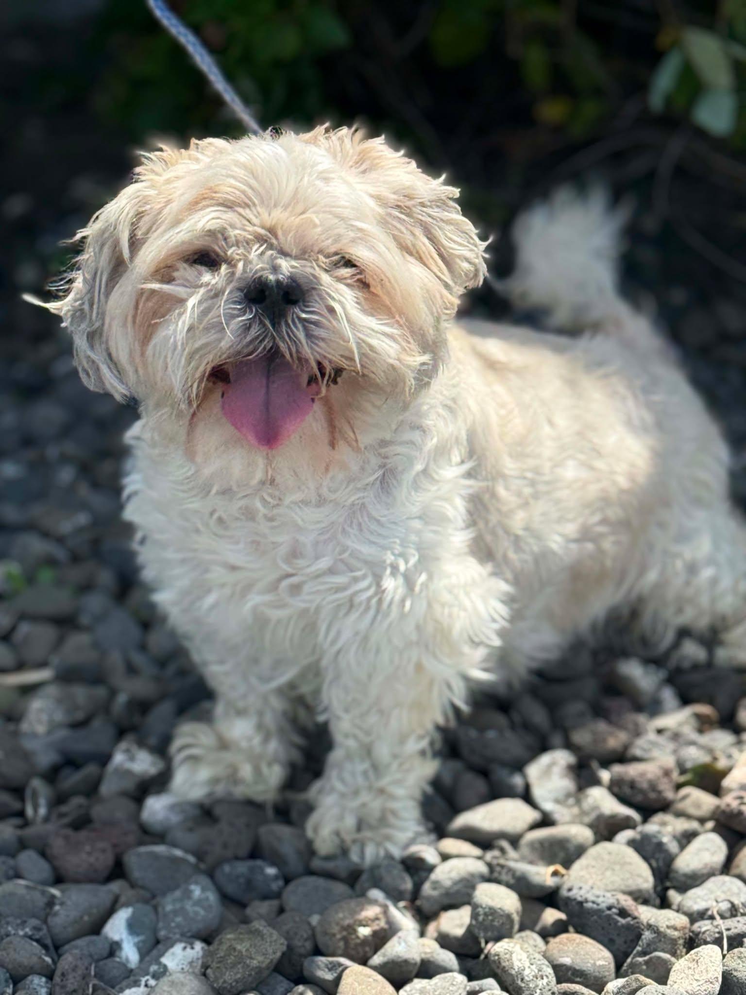 Enlarge Marsh, a Adoptable mixed breed in Othello, WA image 3/5