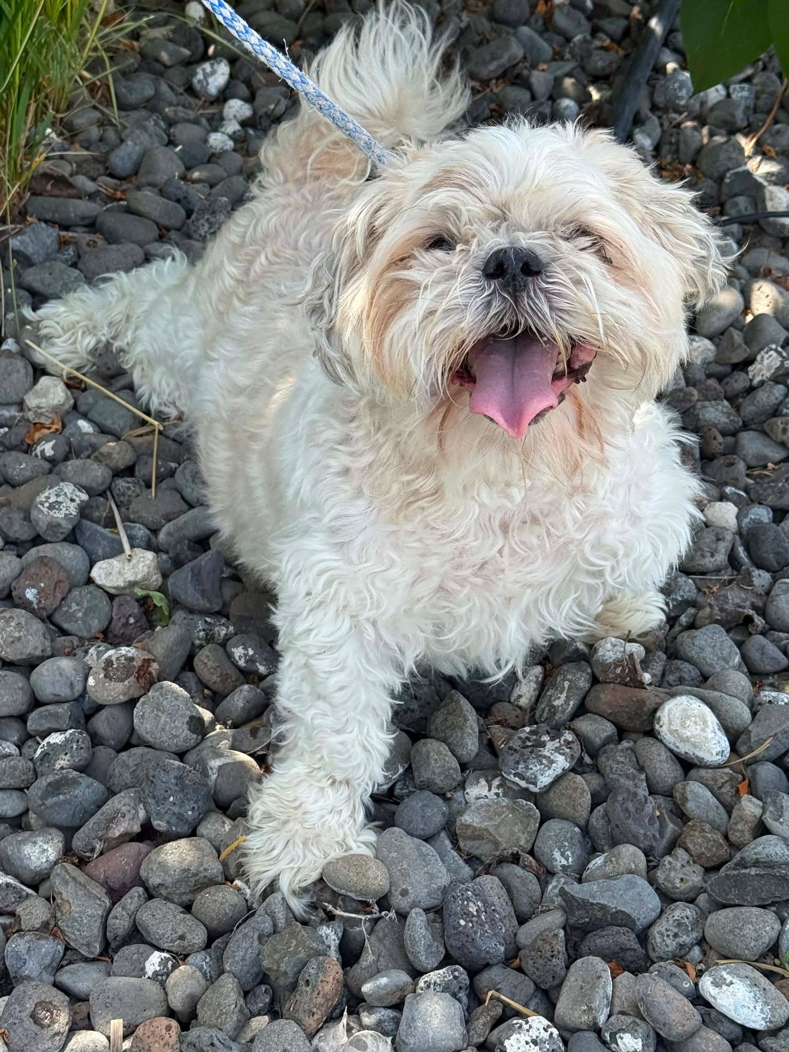 Enlarge Marsh, a Adoptable mixed breed in Othello, WA image 5/5