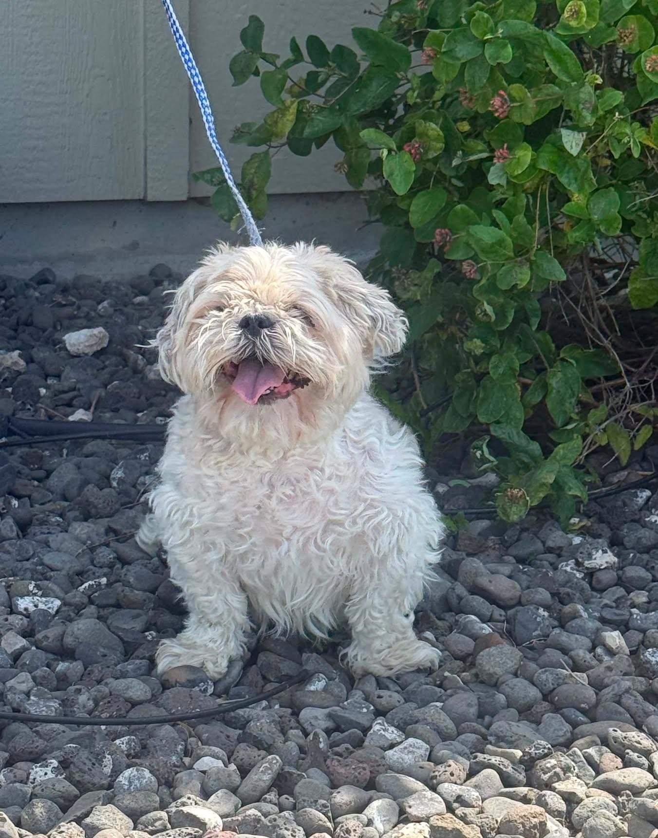 Enlarge Marsh, a Adoptable mixed breed in Othello, WA image 4/5