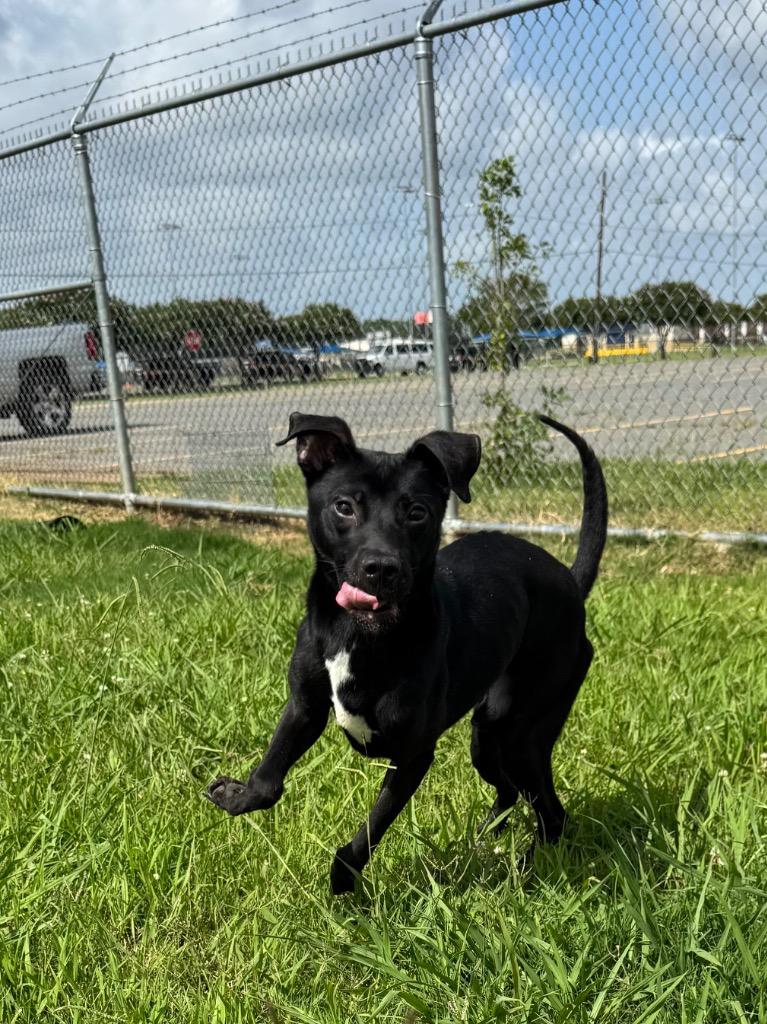 Shadow, Adoptable, Young Male Labrador Retriever & Mixed Breed.