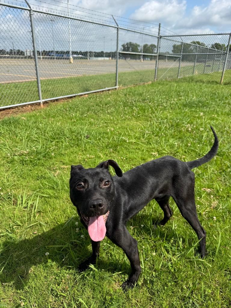 Shadow, a Adoptable mixed breed in Bossier City, LA image 2/5