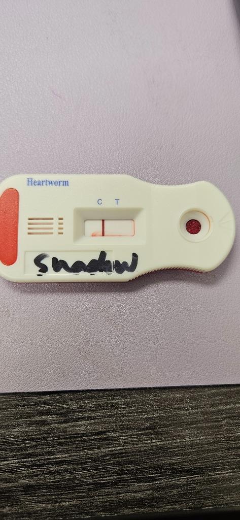 Shadow, Adoptable, Young Male Labrador Retriever & Mixed Breed.