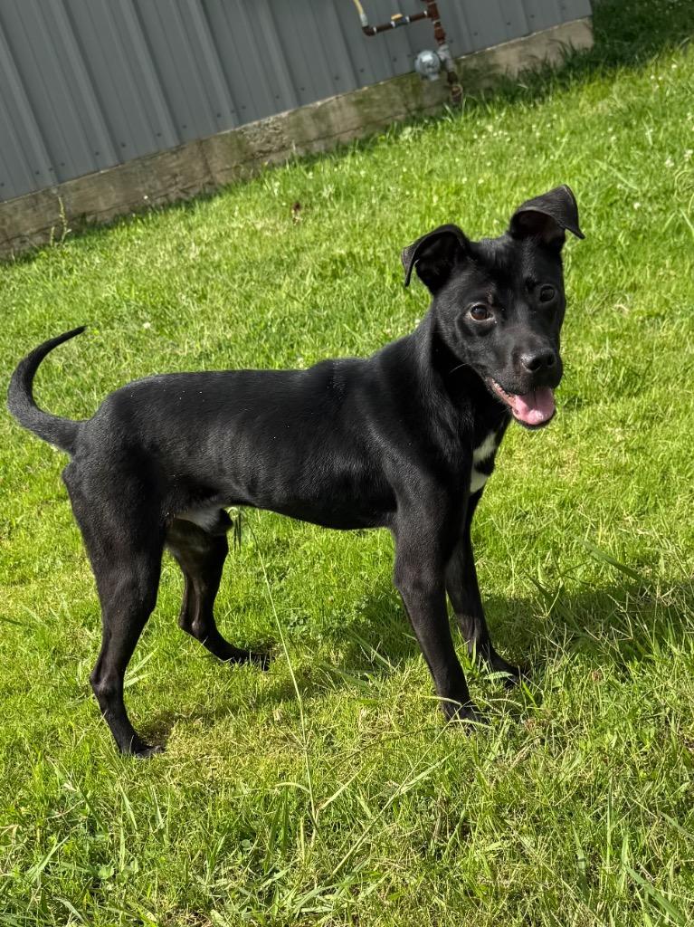 Shadow, a Adoptable mixed breed in Bossier City, LA image 5/5