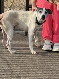 Enlarge Davey, an adopted mixed breed in Paterson, NJ image 3/4