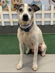 Enlarge Davey, an adopted mixed breed in Paterson, NJ image 2/4