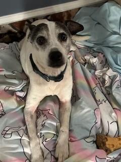 Enlarge Davey, an adopted mixed breed in Paterson, NJ image 4/4