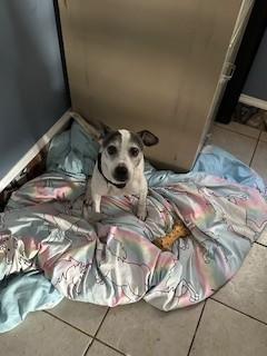 Enlarge Davey, an adopted mixed breed in Paterson, NJ image 1/4