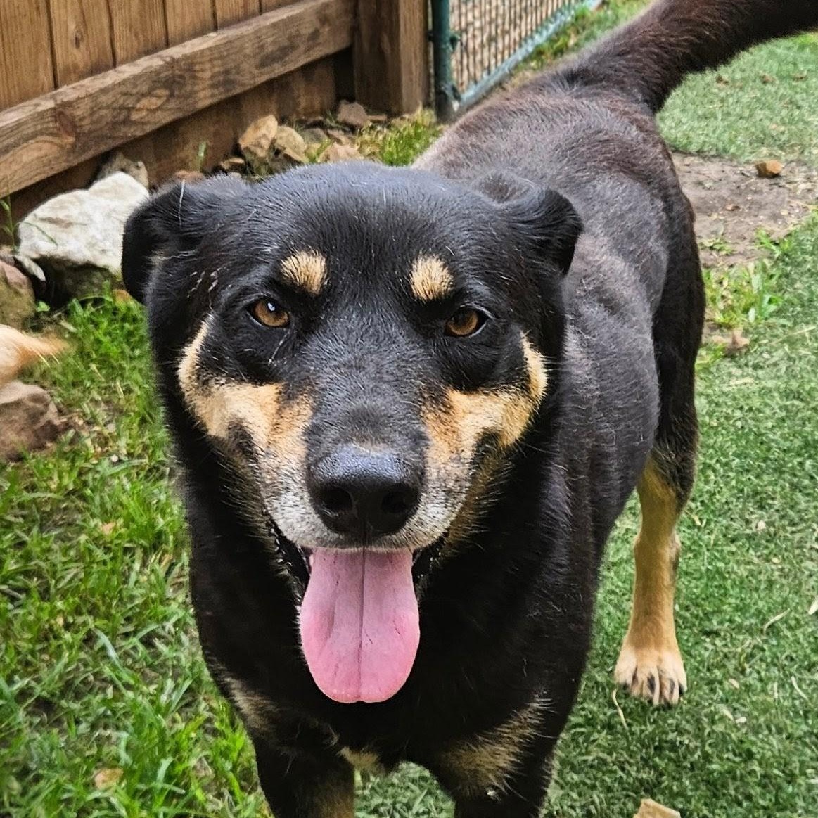 Enlarge Howard Hooray, a Adoptable mixed breed in Woburn, MA image 1/6
