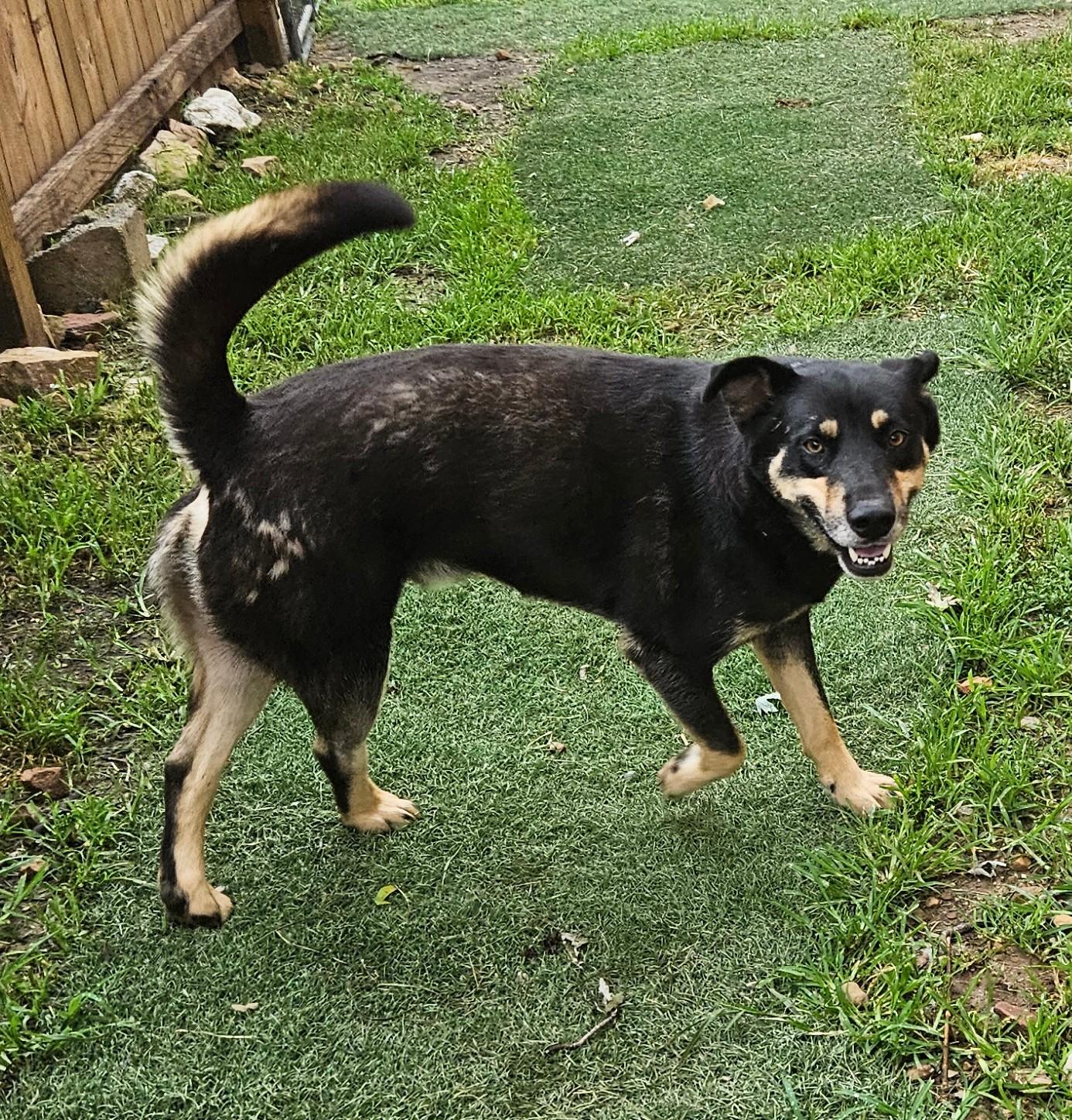 Enlarge Howard Hooray, a Adoptable mixed breed in Woburn, MA image 6/6