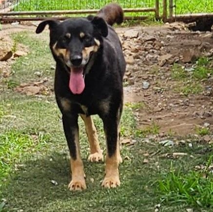 Enlarge Howard Hooray, a Adoptable mixed breed in Woburn, MA image 3/6
