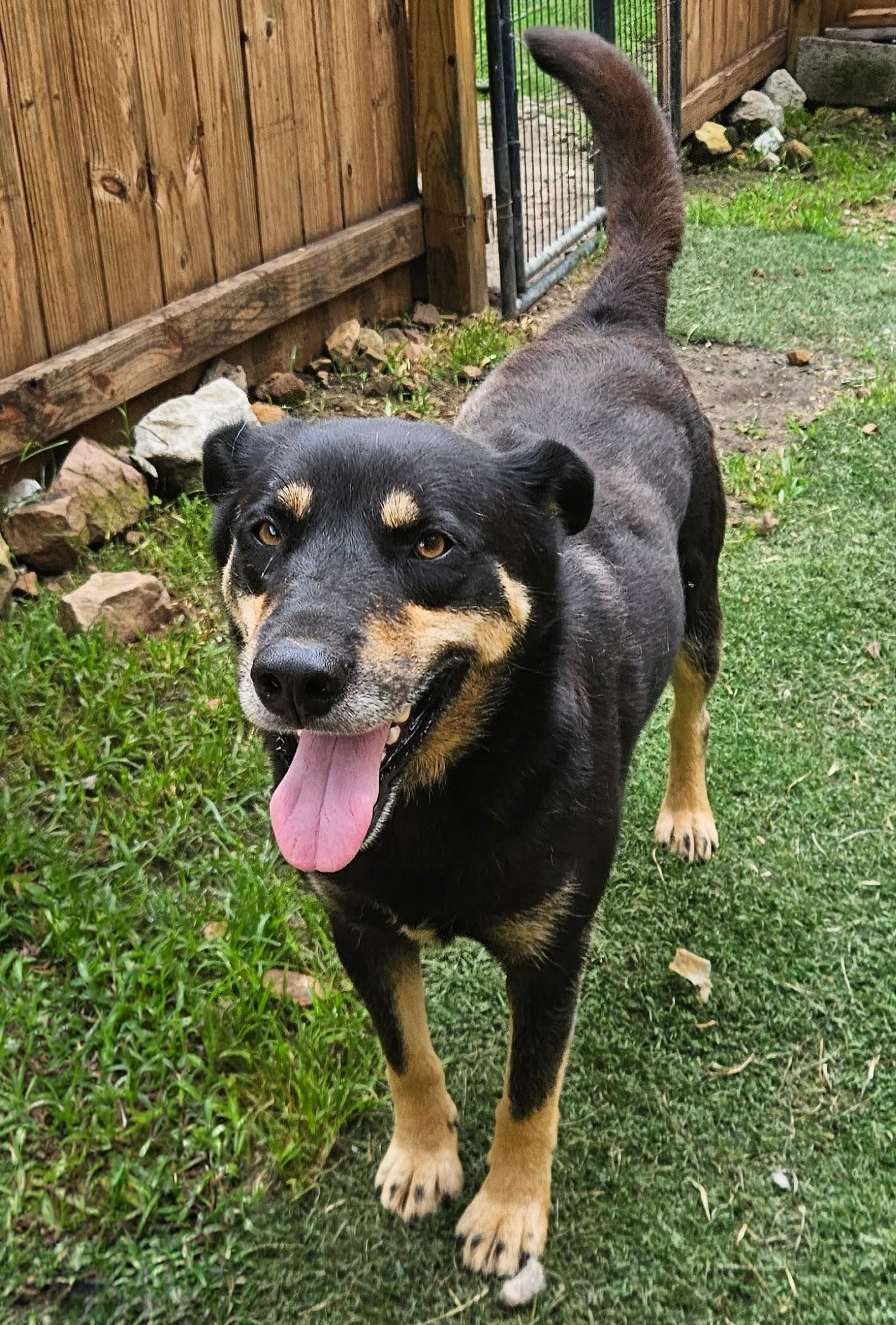 Enlarge Howard Hooray, a Adoptable mixed breed in Woburn, MA image 4/6