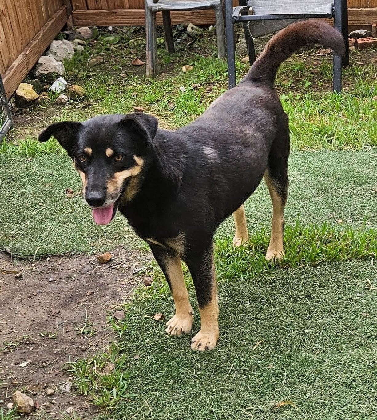 Enlarge Howard Hooray, a Adoptable mixed breed in Woburn, MA image 5/6