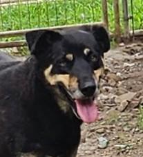 Enlarge Howard Hooray, a Adoptable mixed breed in Woburn, MA image 2/6