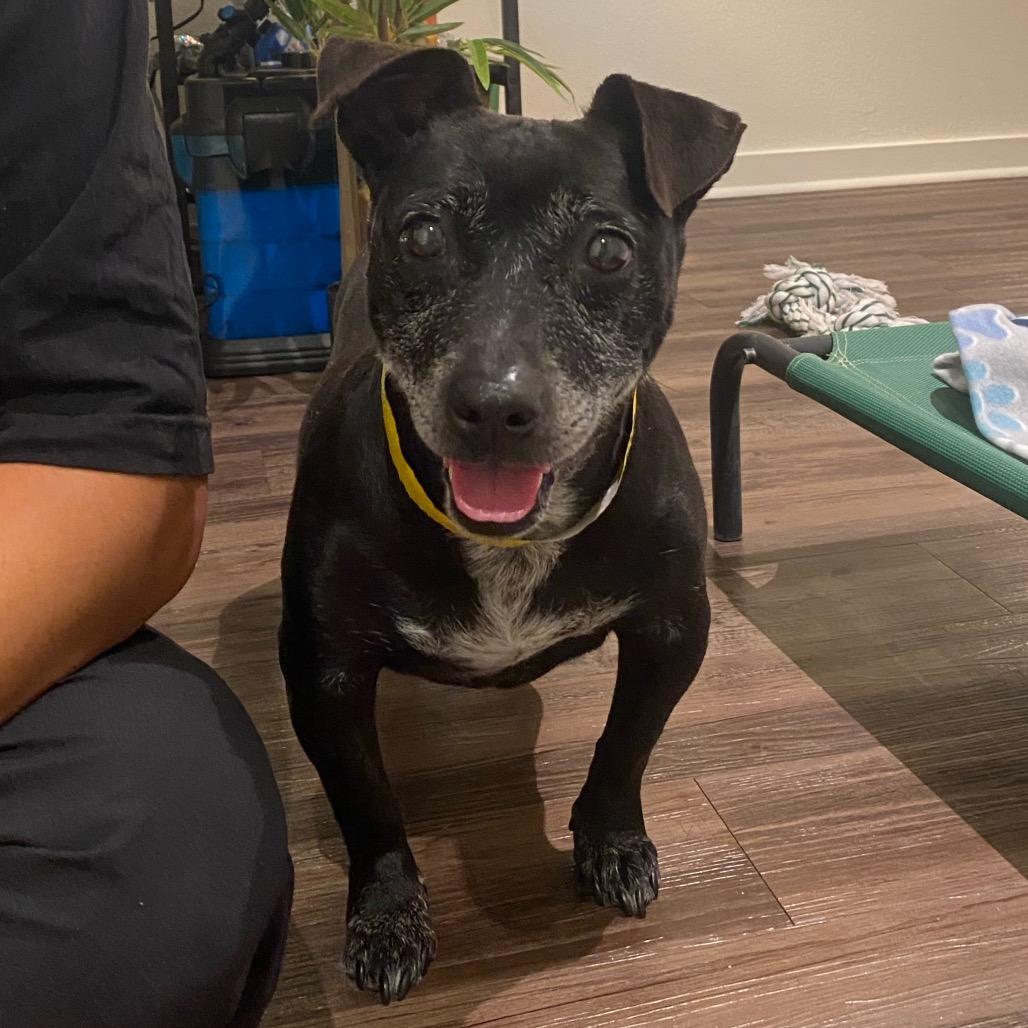 Kaia, a Adoptable mixed breed in Escondido, CA image 1/5