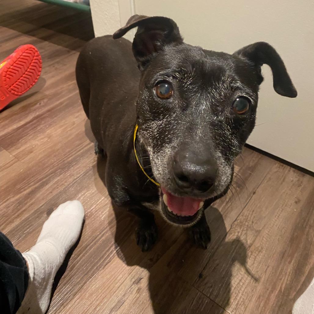 Kaia, a Adoptable mixed breed in Escondido, CA image 2/5