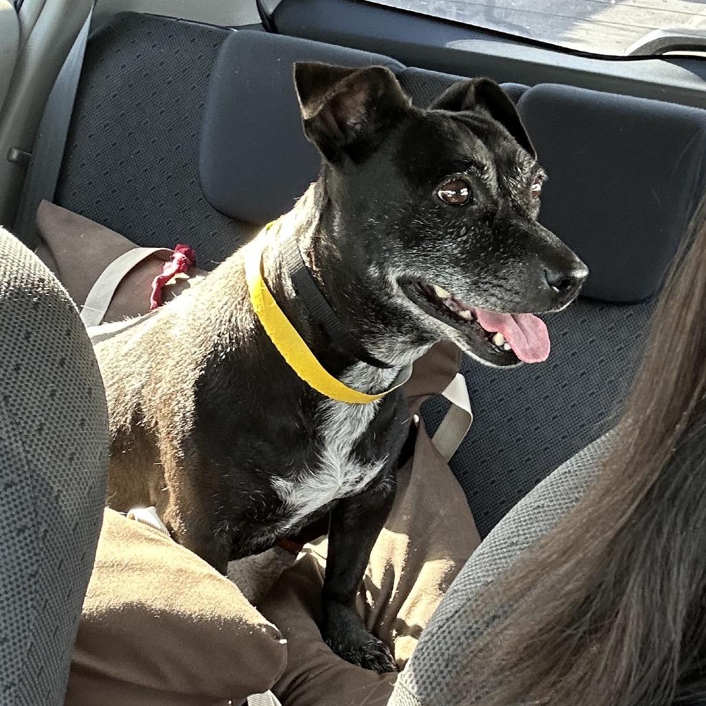 Kaia, a Adoptable mixed breed in Escondido, CA image 3/5