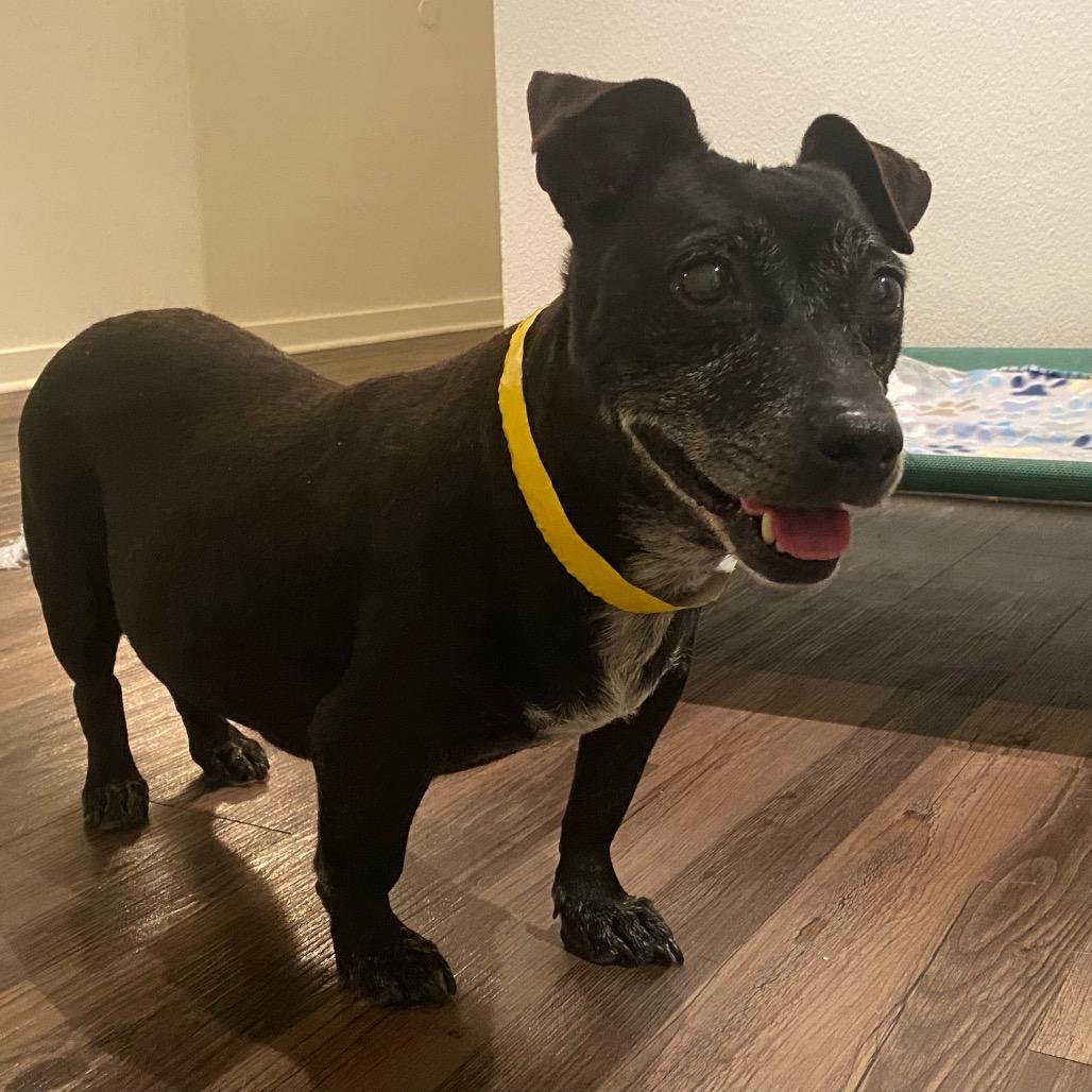 Kaia, a Adoptable mixed breed in Escondido, CA image 4/5