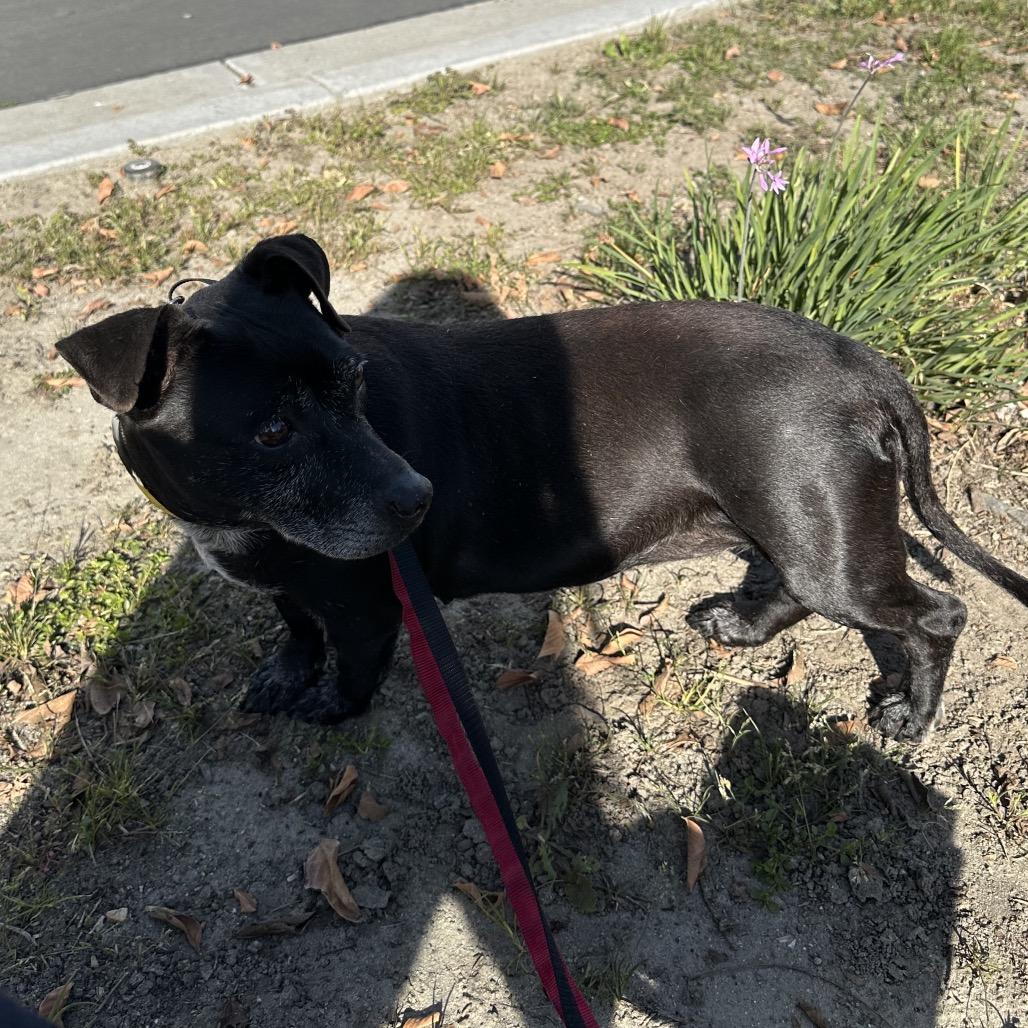 Kaia, a Adoptable mixed breed in Escondido, CA image 5/5