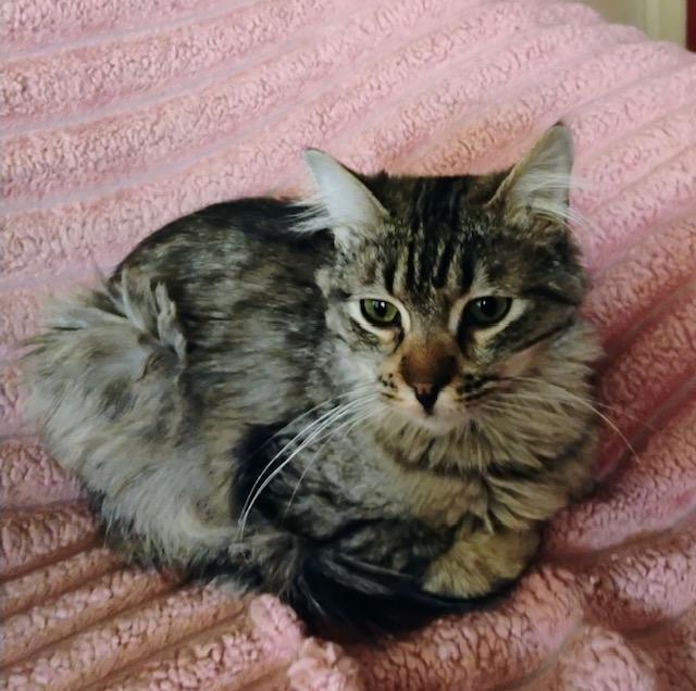 Enlarge Prince, an adopted Domestic Medium Hair in Las Vegas, NV image 1/3