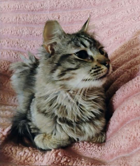 Enlarge Prince, an adopted Domestic Medium Hair in Las Vegas, NV image 2/3