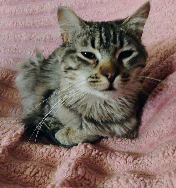 Enlarge Prince, an adopted Domestic Medium Hair in Las Vegas, NV image 3/3