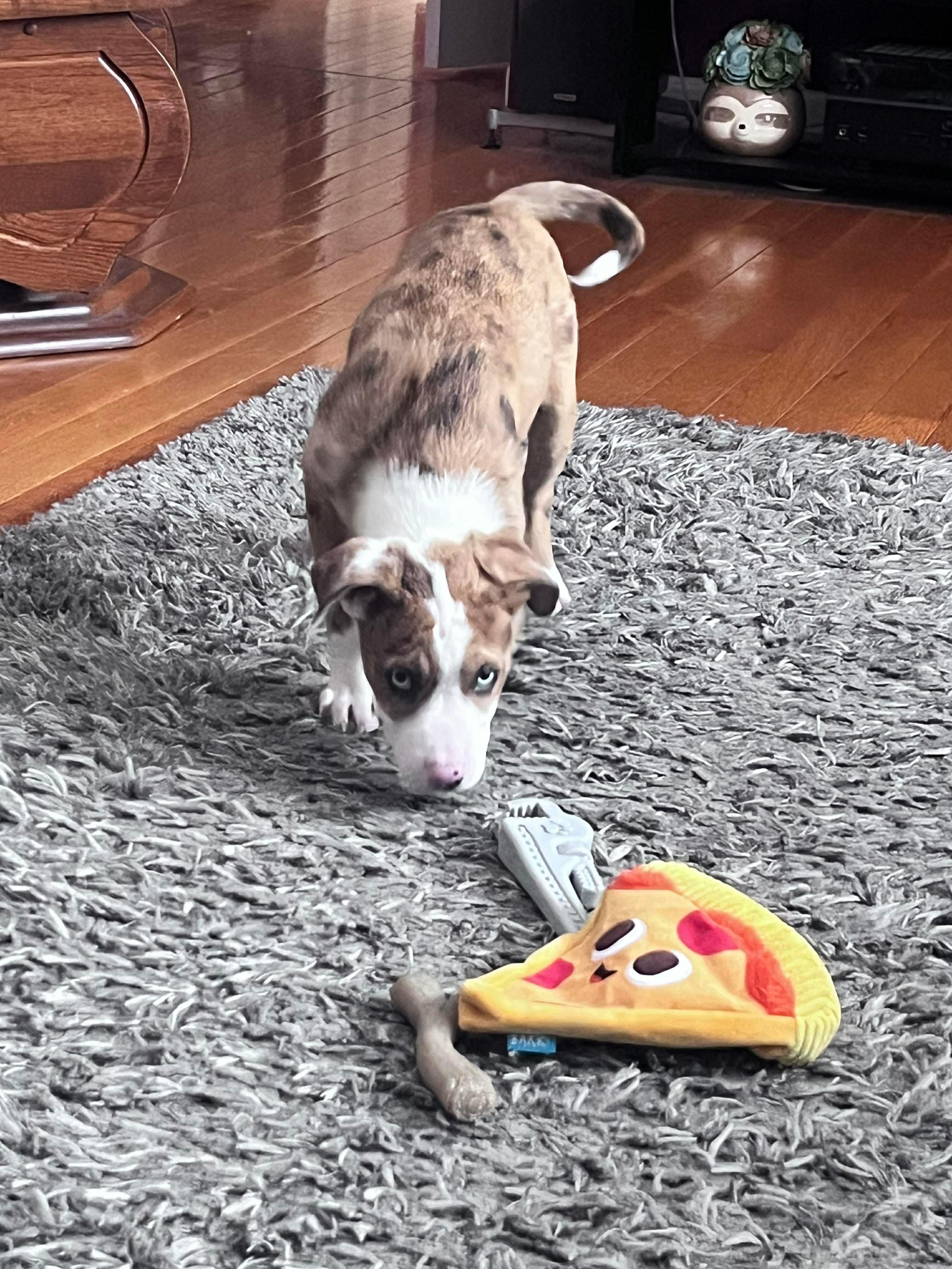 Enlarge Woody, a ADOPTABLE mixed breed in Billerica, MA image 3/5