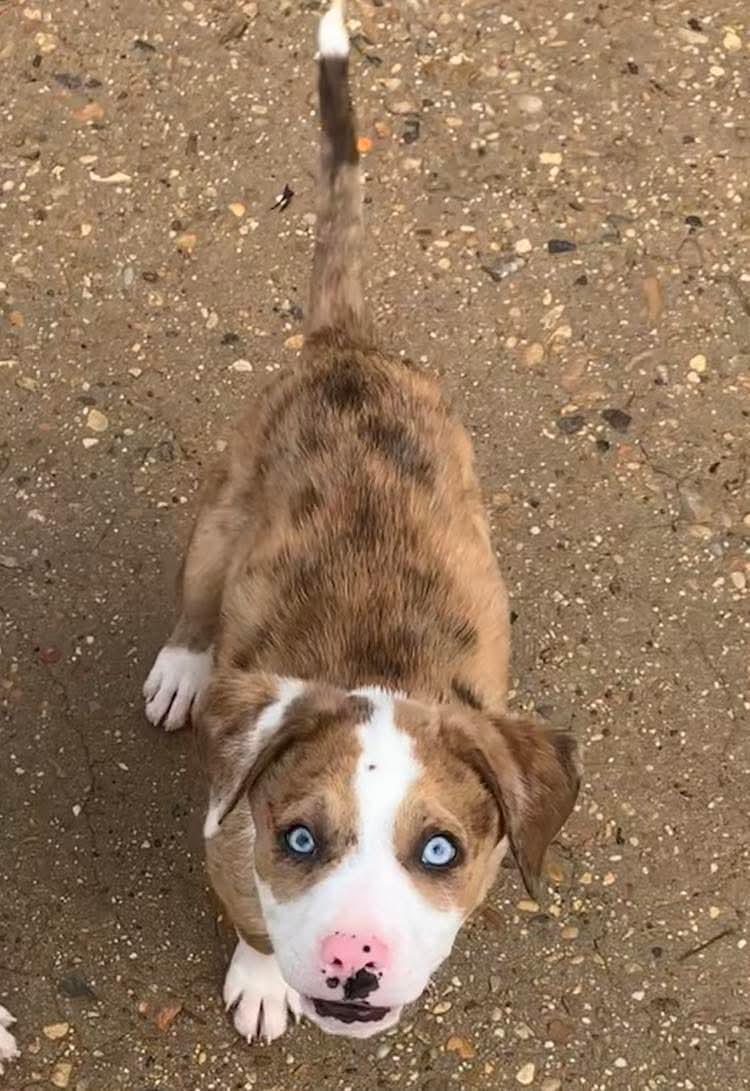 Enlarge Woody, a ADOPTABLE mixed breed in Billerica, MA image 2/5
