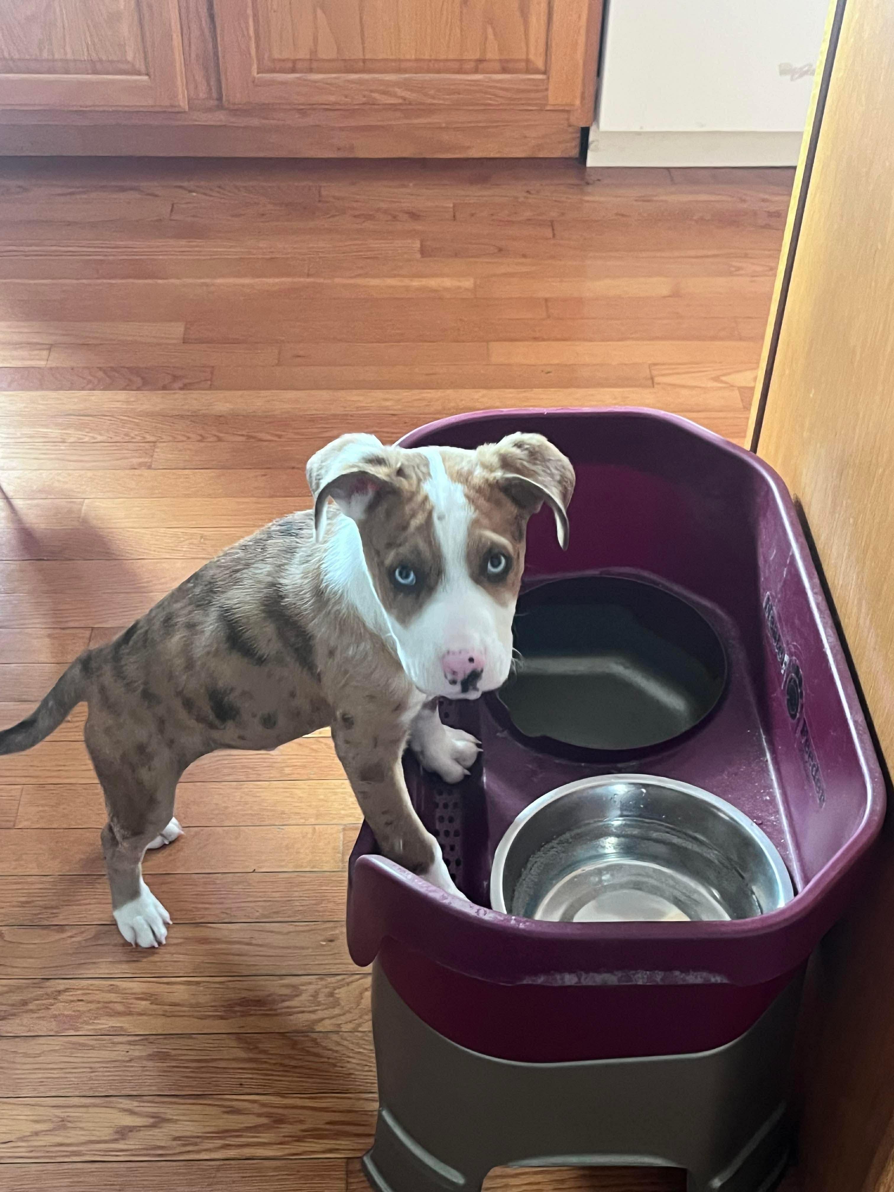 Woody, ADOPTABLE, Puppy Male Mixed Breed.